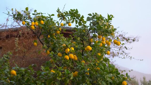 Lemone tree laden with ripe yellow lemons, swaying gently in the breeze against a backdrop of a clear blue sky and a partially visible brown building