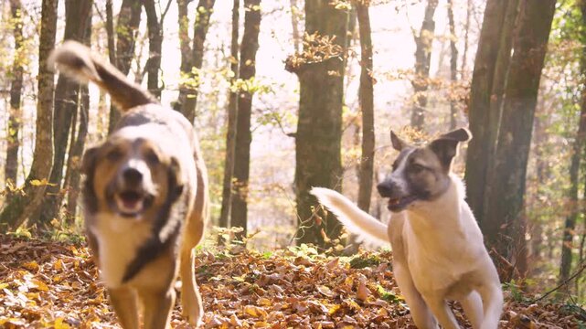 CLOSE UP, SLOW MOTION: Two obedient dogs without a leash watch intently and respond quickly to a recall during an afternoon walk. They playfully run through a forest filled with golden autumn leaves.