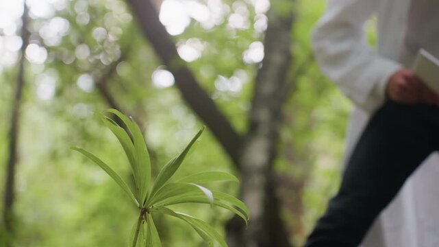 Blurred view of young ecologist in white coat holding jotter bending down to observe flower in forest, focusing on plant study using microscope, ecological research, and environmental documentation