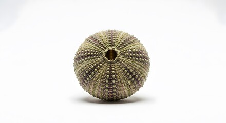Decorative hand fan detail on neutral background