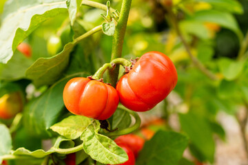 Cocona or Solanum Sessiliflorum plant in Saint Gallen in Switzerland 13.9.2025