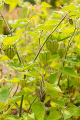 Aguaymanto or Physalis Peruviana plant in Saint Gallen in Switzerland 13.9.2025