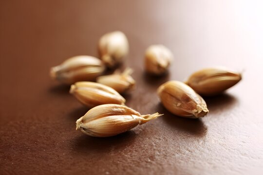 A detailed macro photograph of whole barley grains.