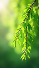 Serene Willow Branches Swaying Gently in Spring Sunlight A Tranquil Scene of Natures Renewal