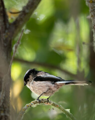 Obraz premium Long-tailed Tit on branch
