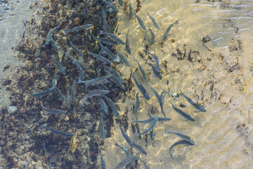 A school of salmon on its way to spawn. Aerial view of the fish entering the river during the spawning season. Wild fish in their natural habitat. Nature of the Russian Far East. Magadan Region.