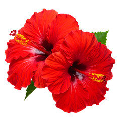 Two vibrant red hibiscus flowers with green leaves against a dark background