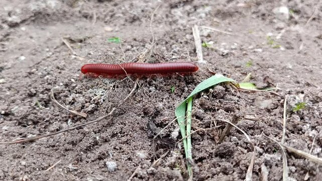 millipede walks on the ground