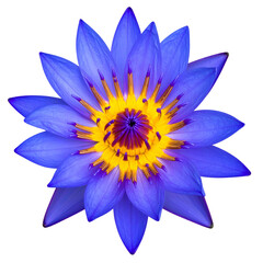 A vibrant blue water lily blossom with a bright yellow and maroon center, isolated on black