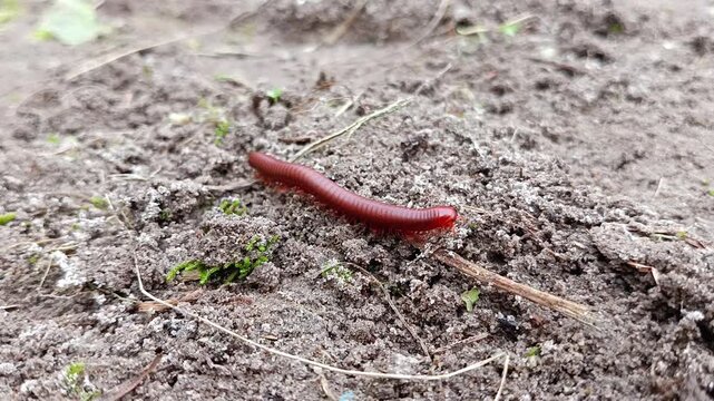 millipede on the ground