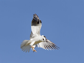 Australian Black-shouldered Kite (Elanus axillaris) hovering in the air looking for prey.