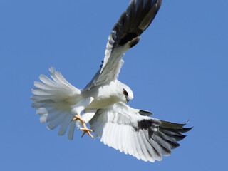 Australian Black-shouldered Kite (Elanus axillaris) hovering in the air looking for prey.