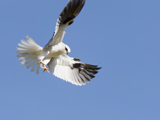 Australian Black-shouldered Kite (Elanus axillaris) hovering in the air looking for prey.