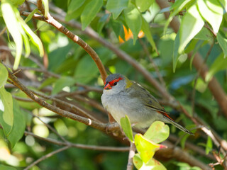Red-browed Finch (Neochmia temporalis) perched on a branch in dense green leaf background.