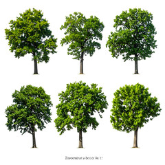 Six isolated trees with lush green foliage and sturdy brown trunks on black background