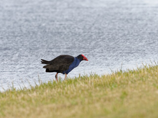 Australasian Swamphen (Porphyrio melanotus) walking along shoreline with grass in foreground and water in background.
