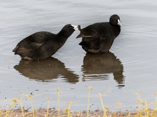 A pair of Australian Coot, Eurasian Coot, or Common Coot (Fulica atra) wading in the shallows
