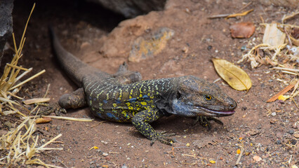 Lizard - Gallotia galloti