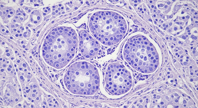 Histology of Mammalian Seminiferous Tubules and Spermatogenesis