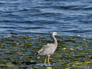 White-faced heron or White fronted heron (Egretta novaehollandiae) walking on reeds in the shallows of a wetland area.