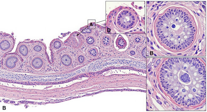 Histological examination of intestinal villi and crypts showing cellular structures