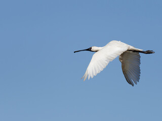 Fototapeta premium Royal Spoonbill in flight (Platalea regia) with a clear blue sky background