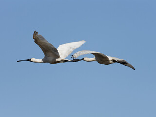 Royal Spoonbills in flight (Platalea regia) very close together