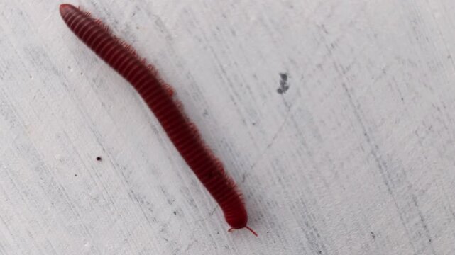 millipede on wall