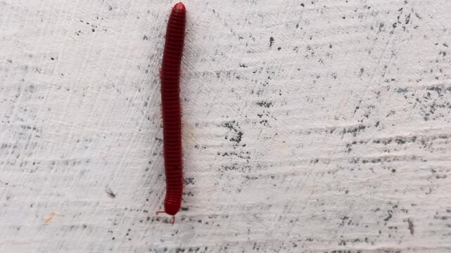 millipede on white wall