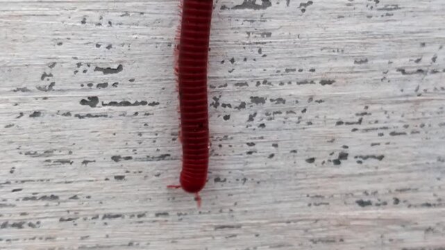 millipede walks on wall