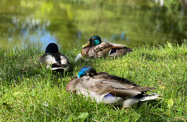 A tranquil, sunlit photograph of three male Mallard ducks resting peacefully on lush green grass next to a pond or lake. 