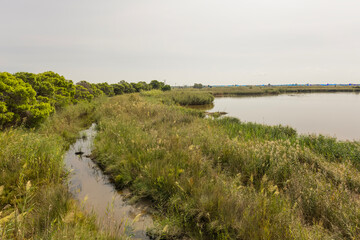 La Bassa de les Olles, la laguna más pequeña del Parc Natural del Delta del Ebro, Tarragona, España
