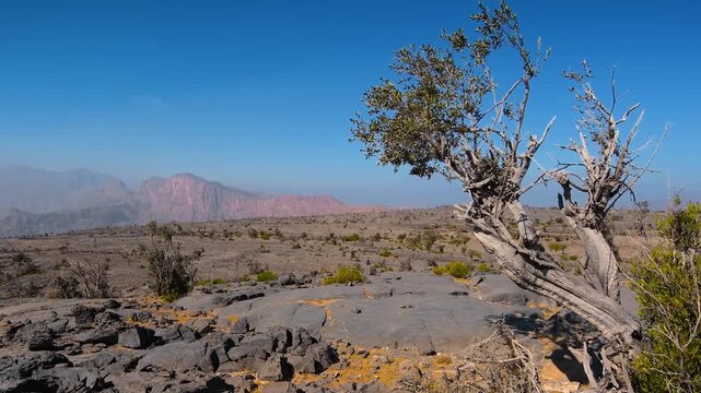 Footage captures the rugged and landscape of Jebel Akhdar, Oman. An ancient, gnarled juniper tree stands resiliently on the rocky terrain, with the vast, arid mountains stretching into the distance un