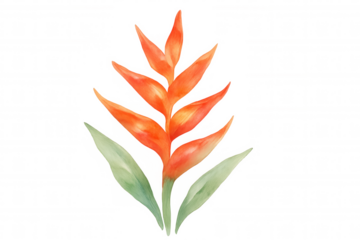 Heliconia flower watercolor painting, a vibrant tropical botanical design featuring orange petals and green leaves. Transparent background