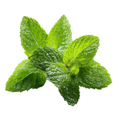 fresh mint leaves on white background