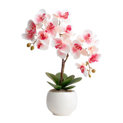 pink orchid in a vase on white background