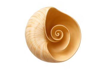 Seashell showing natural spiral and fibonacci sequence
