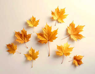 Fototapeta premium Autumnal Maple Leaves - A Vibrant Display of Fall Colors.