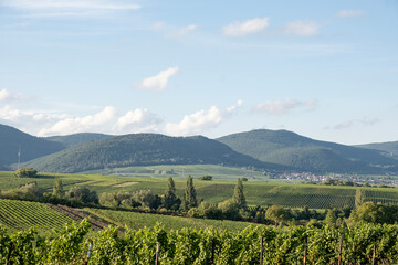 Blick über Weinberge, Südpfalz