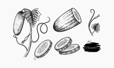 Hand Drawn Illustration Of Cucumbers Whole And Sliced