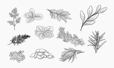 Collection of Culinary Herbs and Spices Illustrated in Line Art