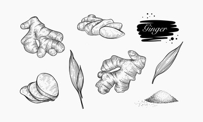 Hand Drawn Ginger Root Illustrations Showing Various Forms