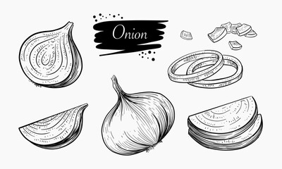 Hand Drawn Illustrations Of Onions Showing Various Cuts