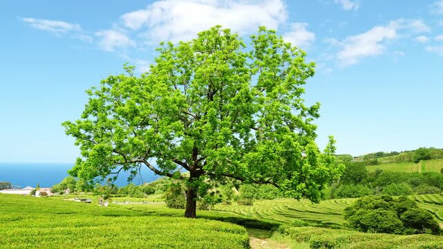 Tea Plantation and Tree. Lush Green Terraces. Azores, Sao Miguel Island. Portugal