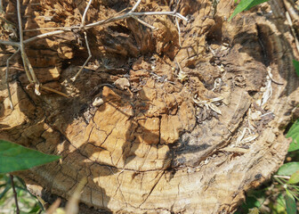 cross-section of the surface of a wooden tree trunk, naturally textured like the texture of wood, suitable for background images
