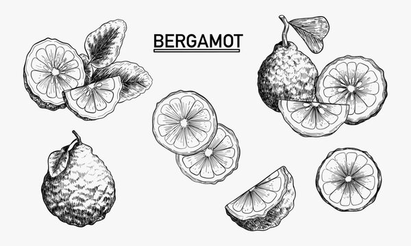 Hand Drawn Illustrations of Bergamot Fruit and Leaves