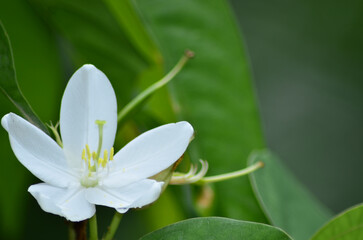 Obraz premium A close-up macro photo of a white flower with yellow stamens against a lush green background, symbolizing purity, freshness, and natural beauty. Ideal for eco, wellness, and botanical themes.