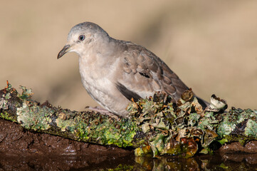 Picui Ground Dove,  Columbina picui, Calden forest, La Pampa, Argentina