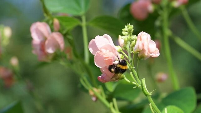 Bombus bumble bee foraging and pollinating a pink vegetable flower