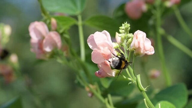 Bumble bee pollinating a pink runner bean vegetable flower